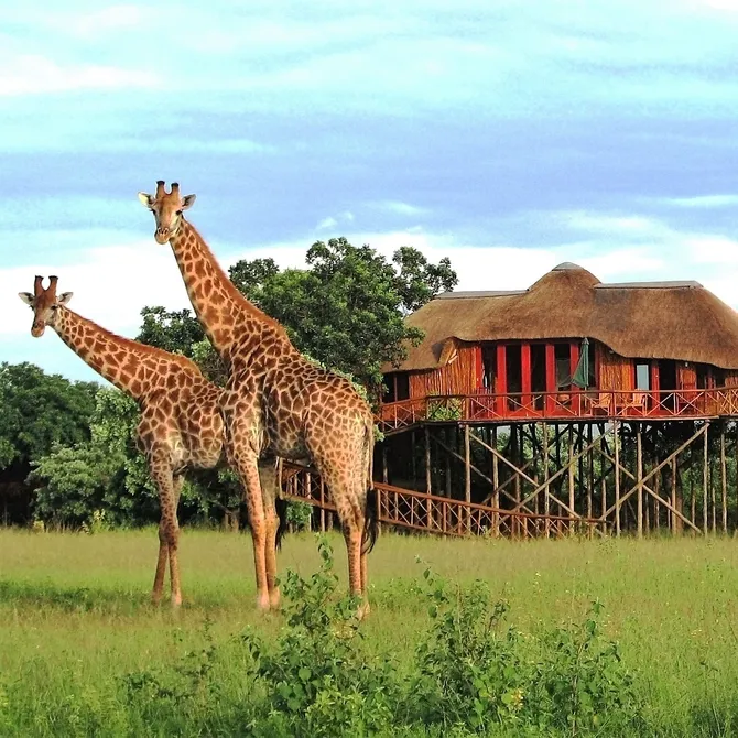 Pezulu Treehouse Lodge