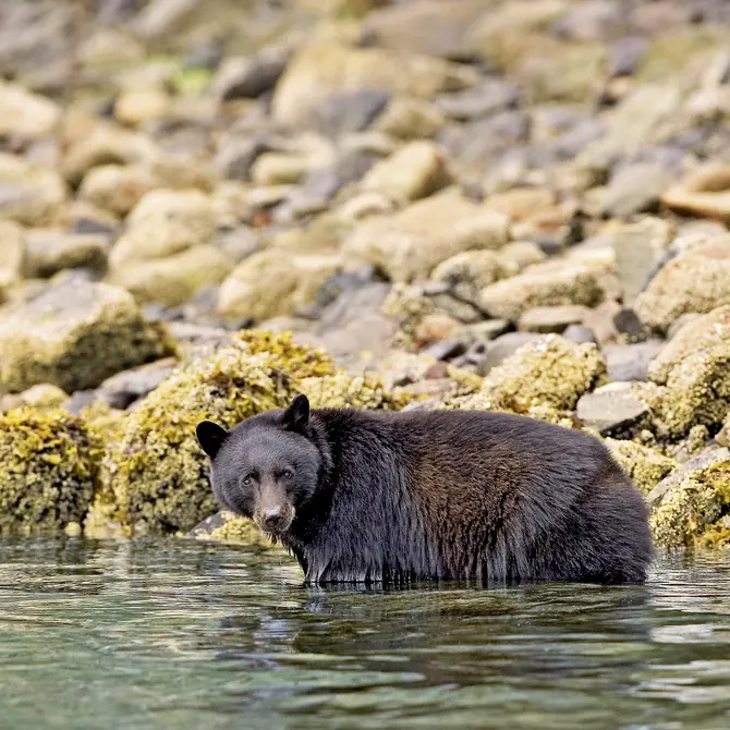 Zwarte beer op Vancouver Island