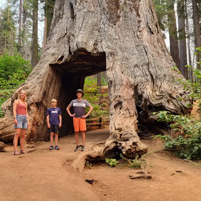 Gezin onder grote Sequoia boom in Yosemite NP