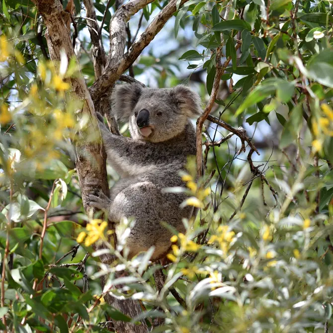 Koala op Magnetic Island, Queensland