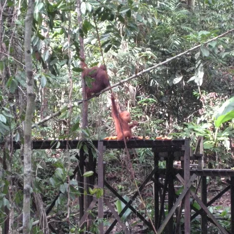 Orang-oetans in Borneo