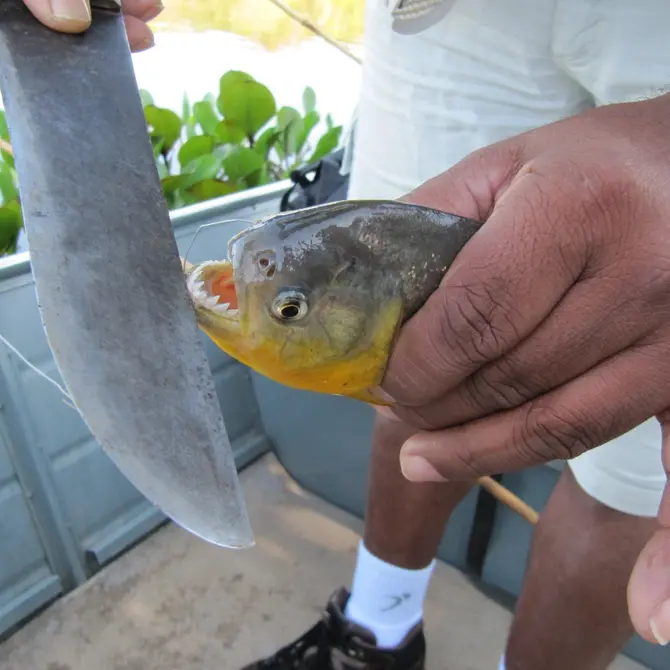 Piranhas in de Pantanal