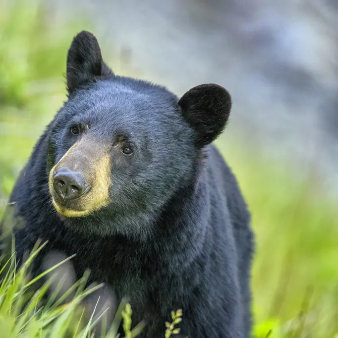 Zwarte beer in Jasper National Park