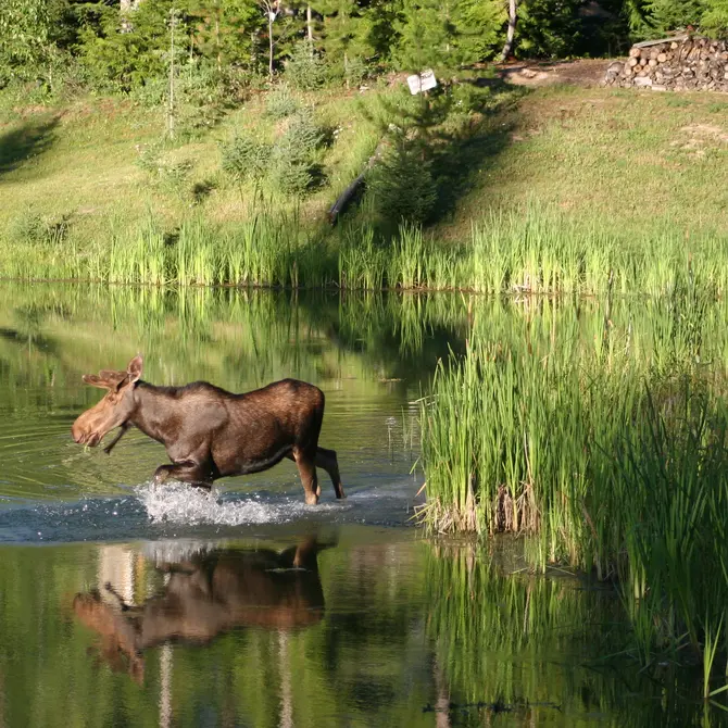 Eland in het water, Canada