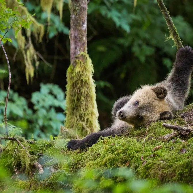 Beren spotten bij de Knight Inlet Lodge