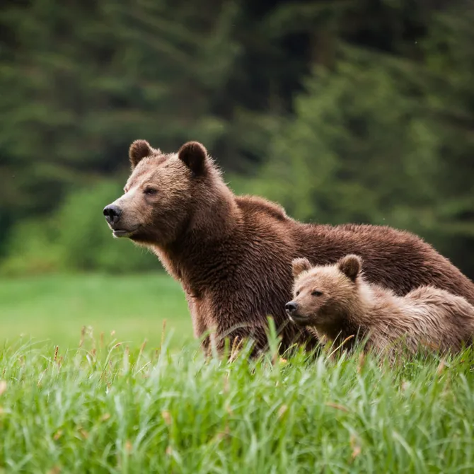 Grizzly's bij de Knight Inlet Lodge