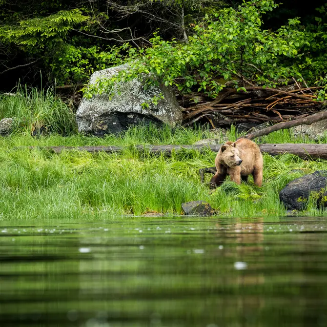 Grizzlybeer bij de Knight Inlet Lodge