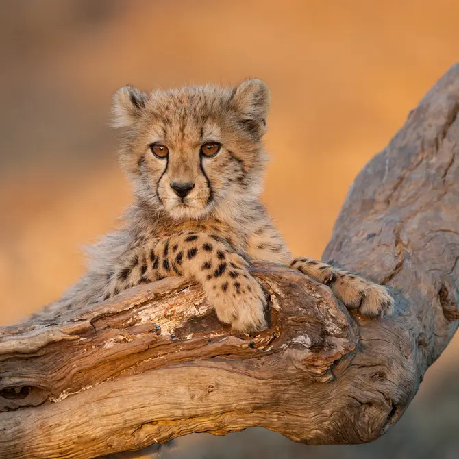 Cheetah in het Krugerpark