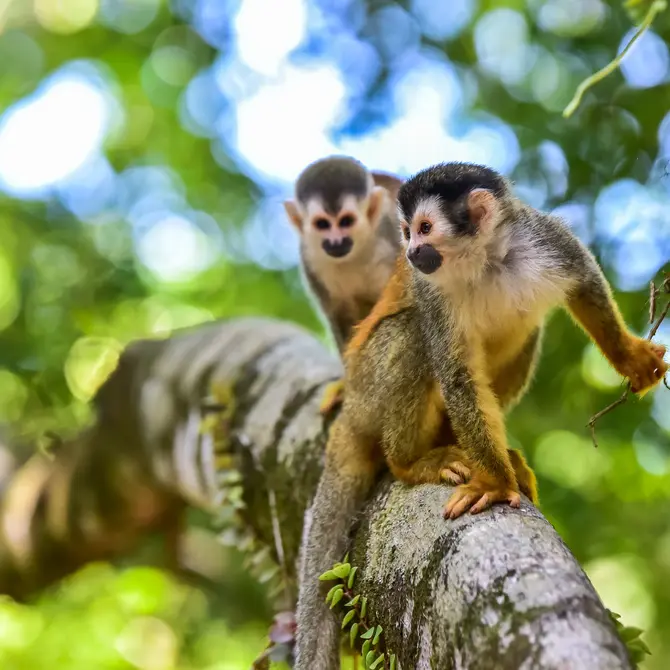 Doodshoofdaapje in Manuel Antonio