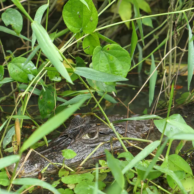 Kaaiman in Tortuguero National Park