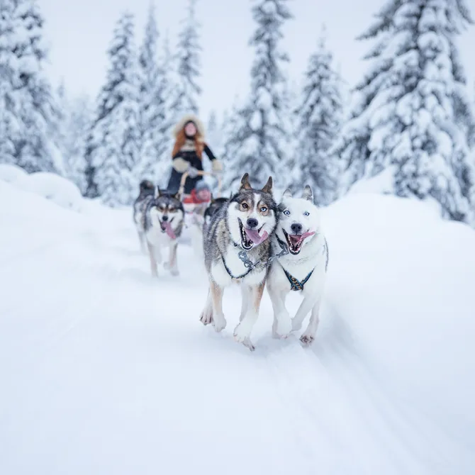 Huskyslede in Ruka, Finland