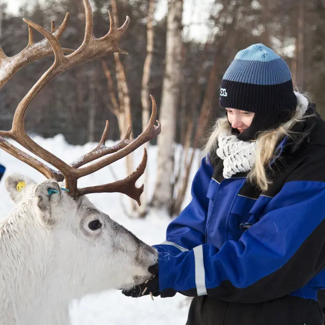 Rendier, Fins Lapland