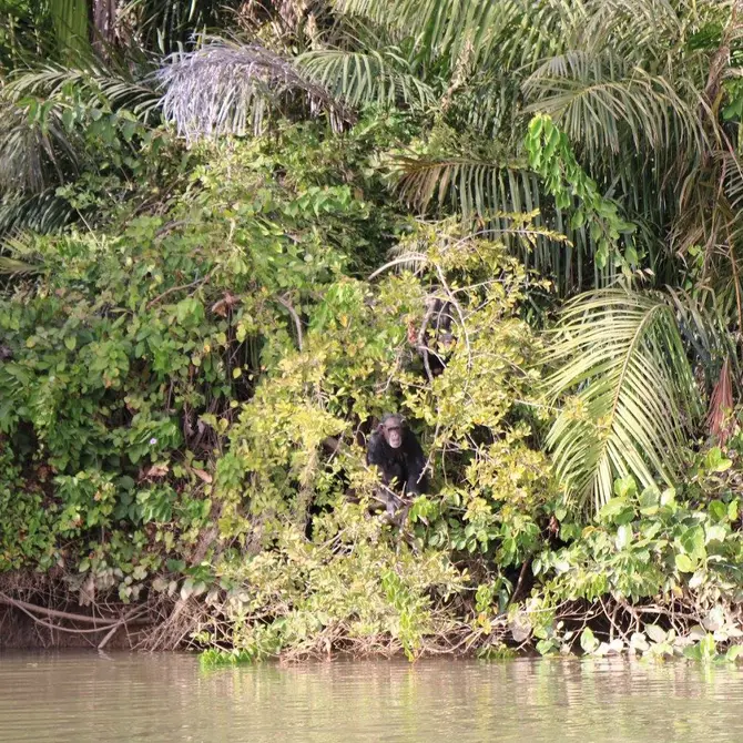 Chimpansee op Baboon Island in Gambia