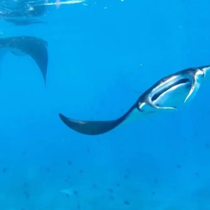 Zwemmen met manta's op Bali