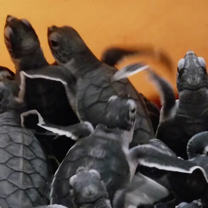 Schildpadjes in Kalibaru