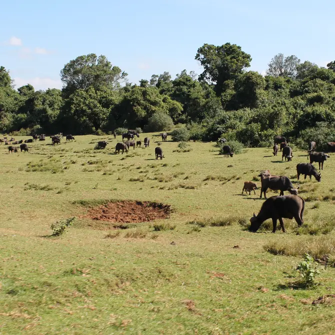 Aberdare National Park