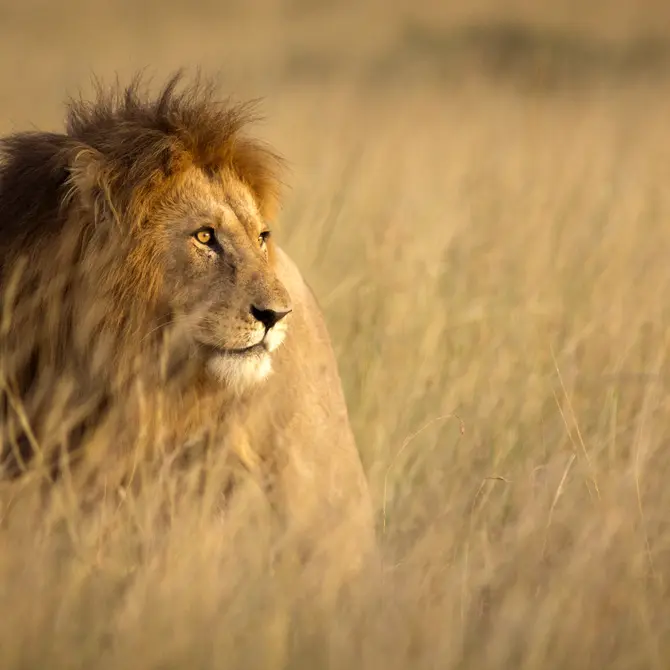 Leeuw in de Masai Mara