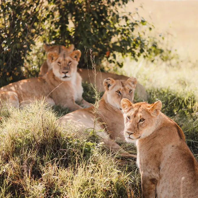 Leeuwen in de Masai Mara