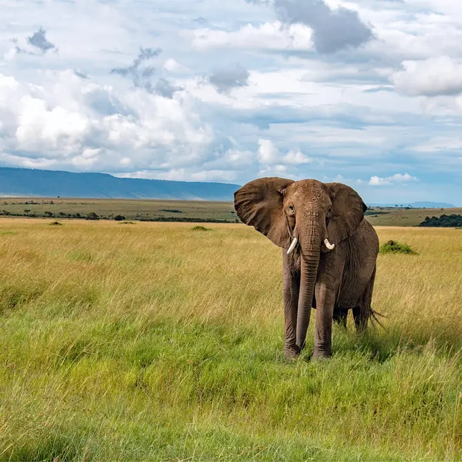 Olifant in de Masai Mara