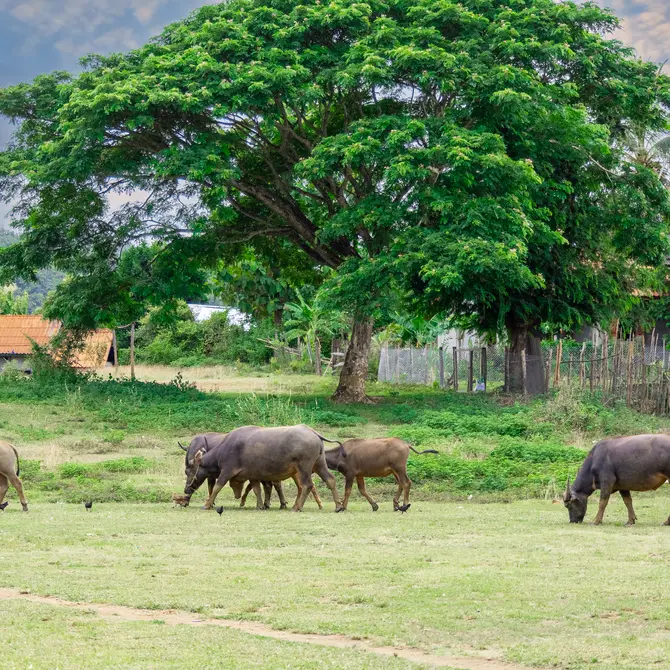 Boerderij in Luang Prabang