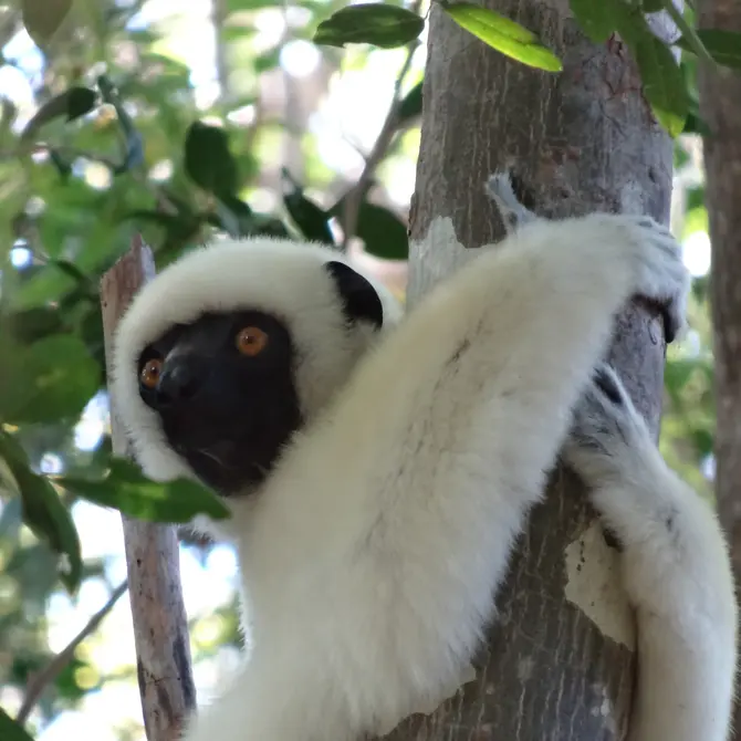 Lemuur in Madagaskar