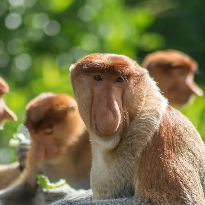Neusaap in Sepilok, Borneo