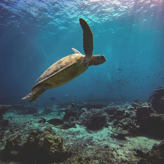 Schildpad bij Selingan Turtle Island