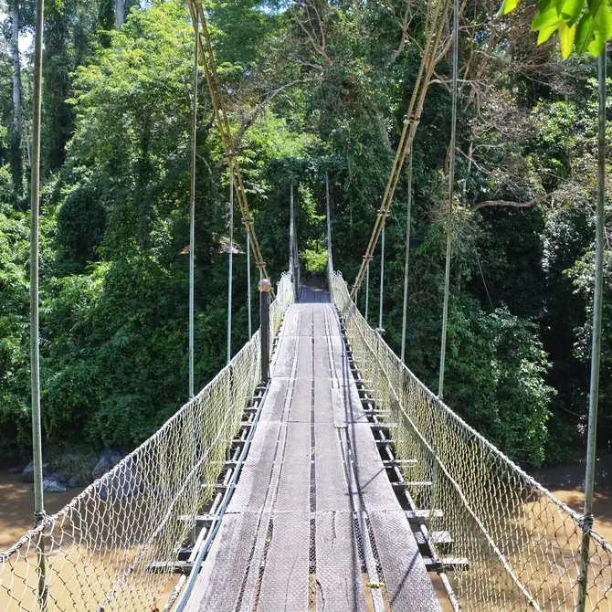 Canopy Danum Valley, Borneo