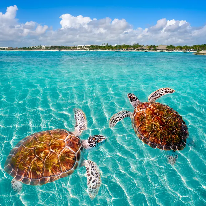 Schildpadden bij Akumal