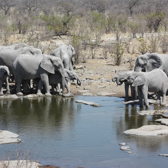 Olifanten in Etosha Nationaal Park, Namibië
