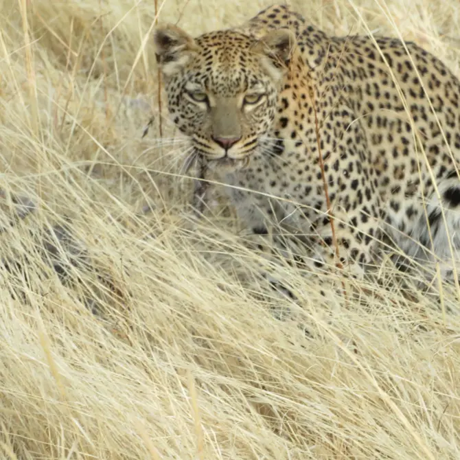 Luipaard in het Erindi Private Game Reserve