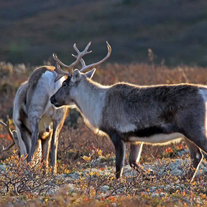 Rendieren in dovrefjell