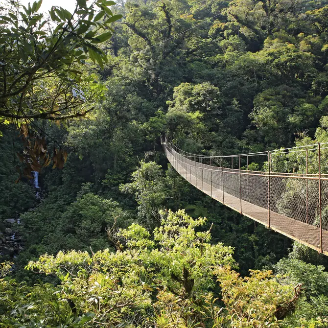Canopy Walk in Boquete