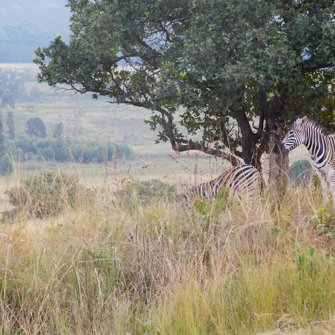 Zebra's in eSwatini (Swaziland)