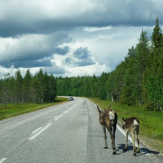 Rendieren op de weg in Finland