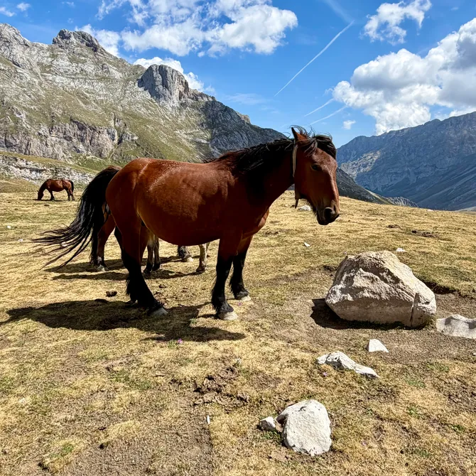 Paarden tussen de bergen in Picos de Europa