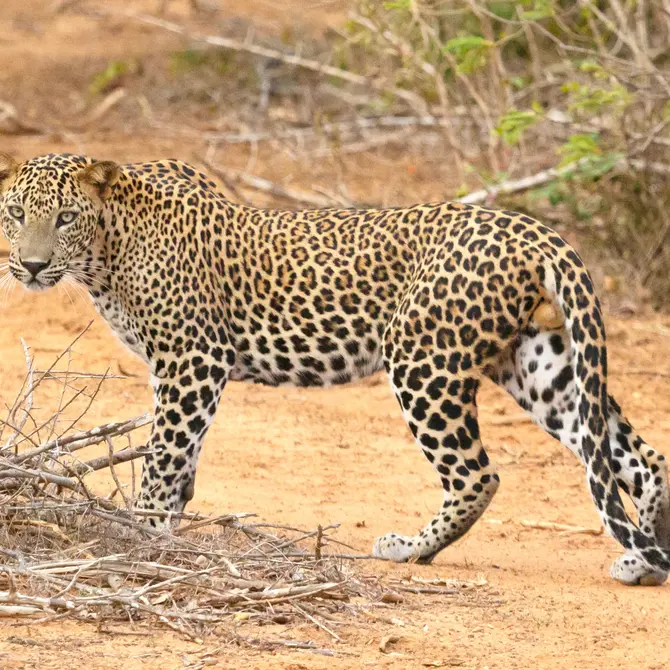 Luipaard in Yala National Park, Sri Lanka