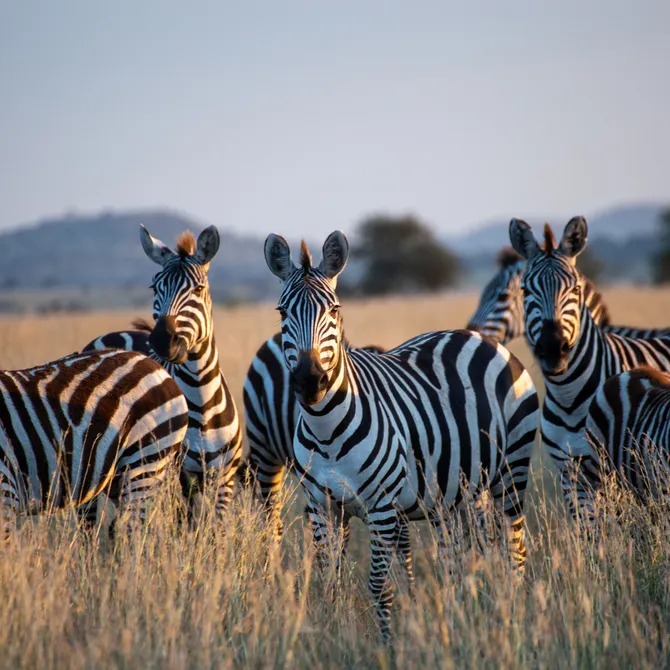 Zebra's in de Serengeti, Tanzania