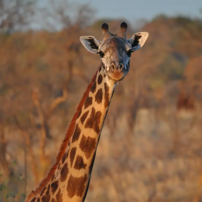 Tarangire National Park