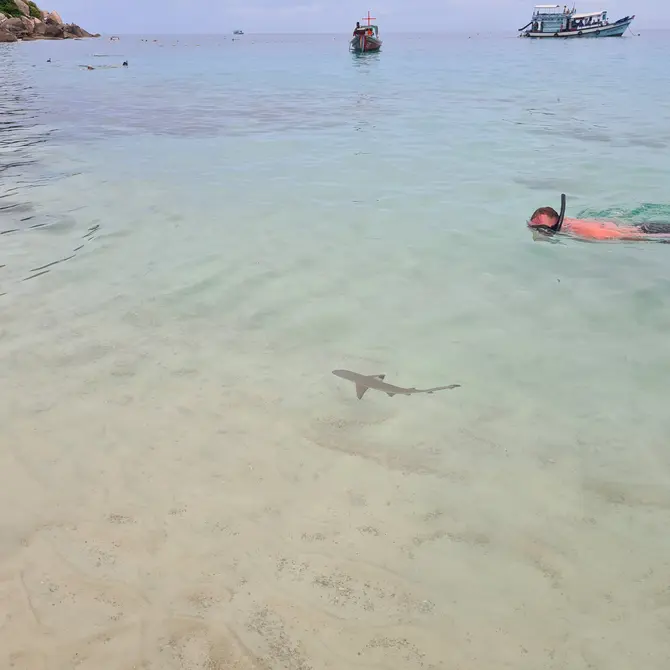 Snorkelen op Koh Tao