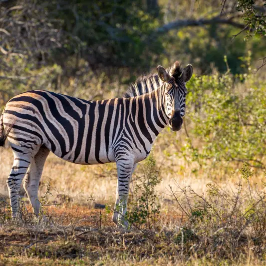 Zebra in Mkuze game reserve
