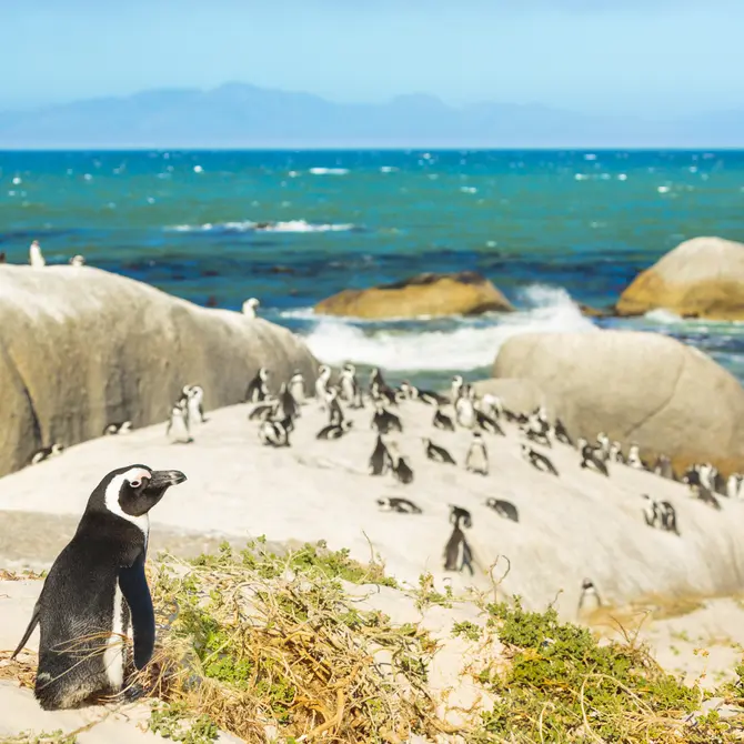Pinguins bij Boulder Beach