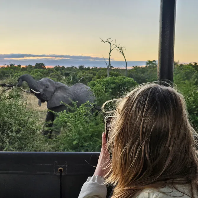 Olifant tijdens gamedrive in het Krugerpark