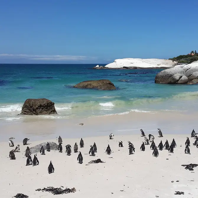 Pinguins in Kaapstad