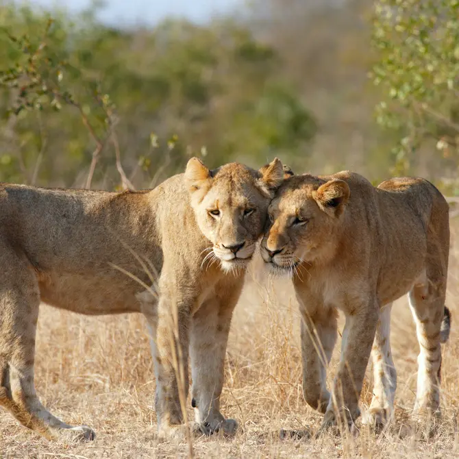 Leeuwen in het Krugerpark