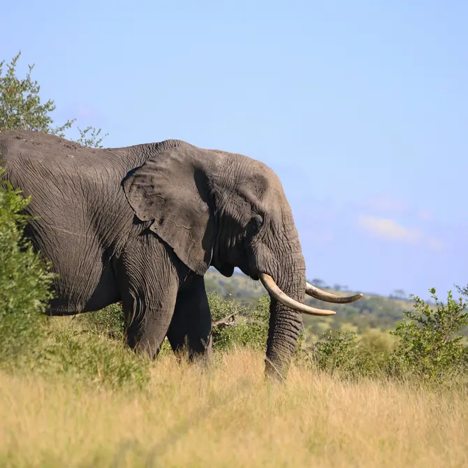 Olifant in het Krugerpark