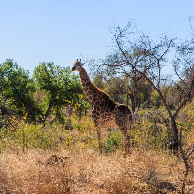 Giraf in Krugerpark