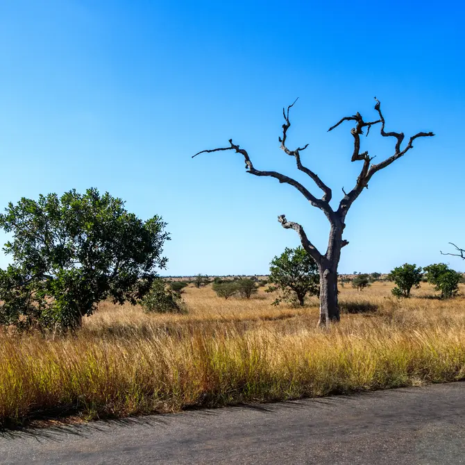 Familiereis Zuid-Afrika en Mozambique