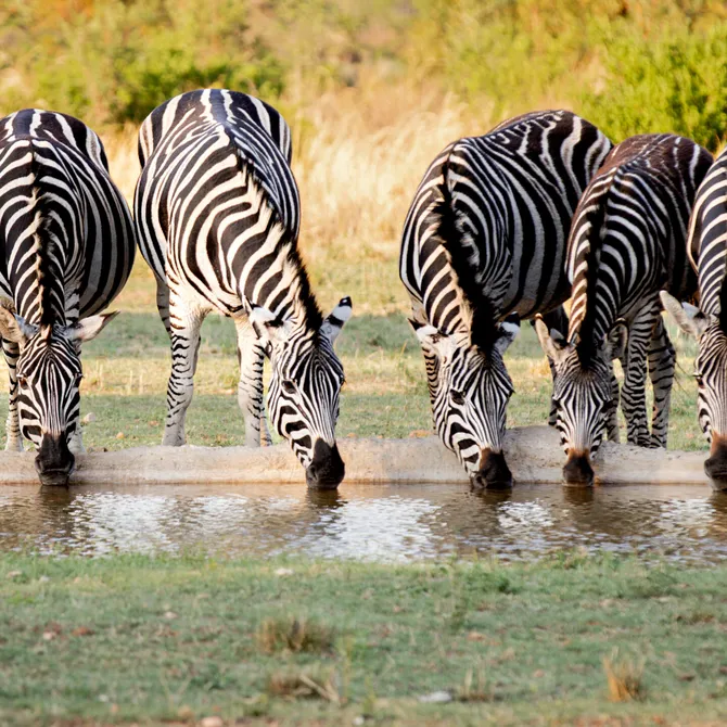 Zebra's bij een waterhole in Waterberg