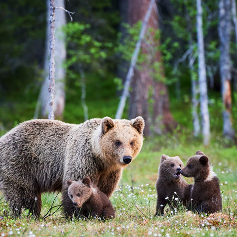 Afbeelding omschrijving